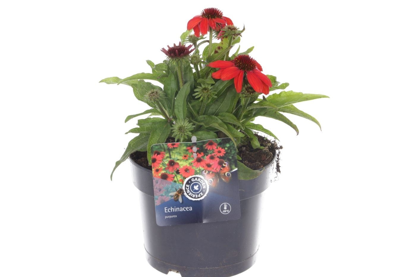 Echinacea purp. sun. Vintage Ruby, D 17
