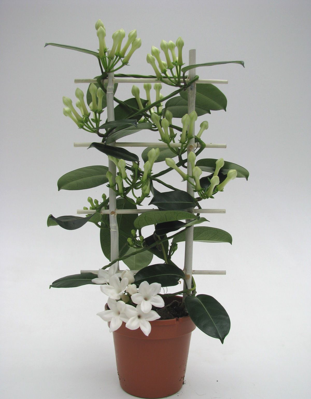 Steph.Romance Rek. 7-10, D 12 cm