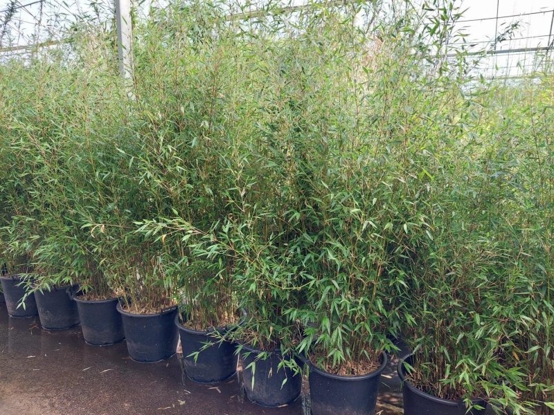 Fargesia denudata 'Xian 1', D 48