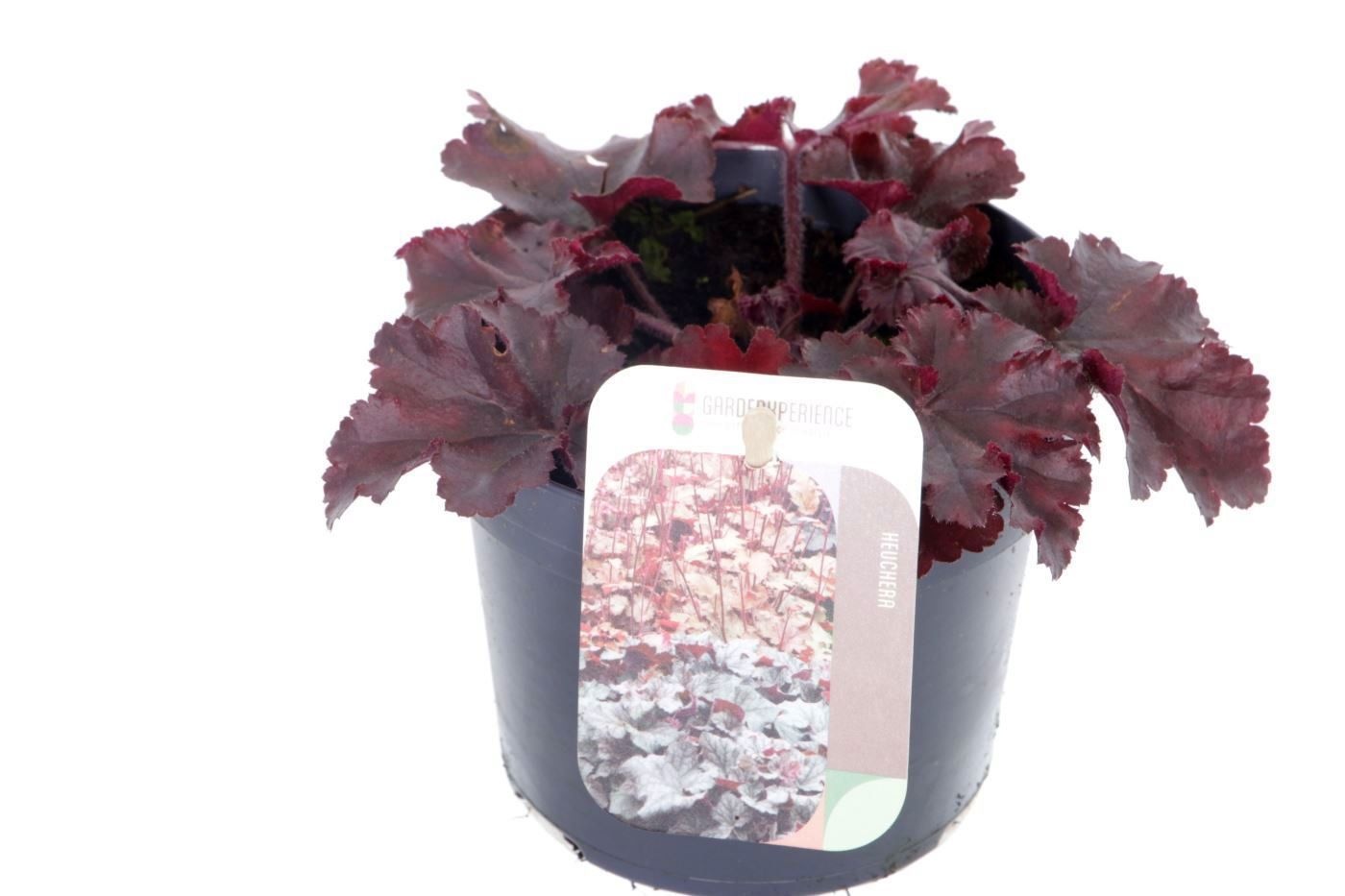 Heuchera Melting Fire, D 13