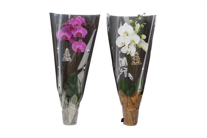 Phal mix 2T14+ in black sleeve, D 12 cm