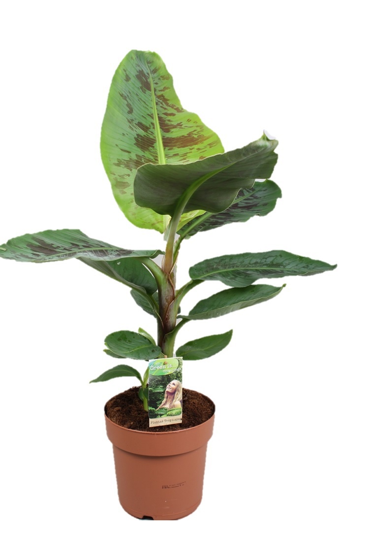 Musa Dwarf Cavendish, D 21