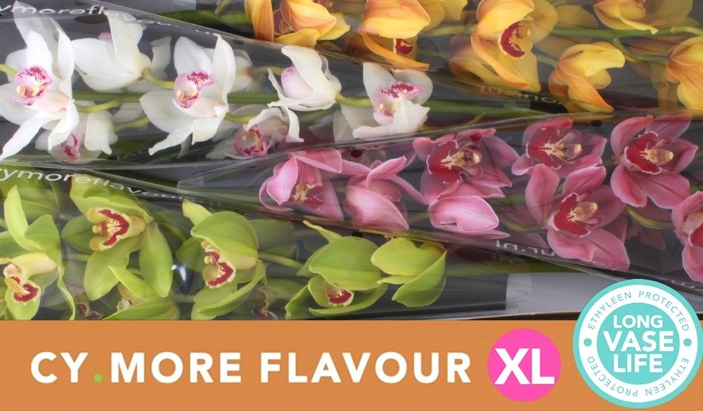 Цимбидиум Микс x4 100, шт.