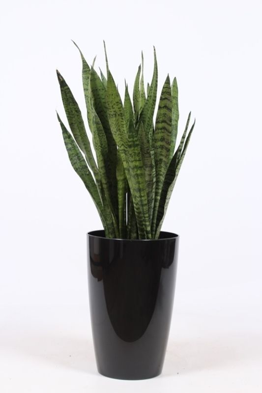 Sansevieria zeylanica in Santorini "antraciet", D 29