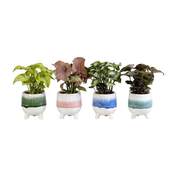 L 710 with Green Mix 6 cm, D 6 cm L 710 with Green Mix 6 cm, D 6 cm