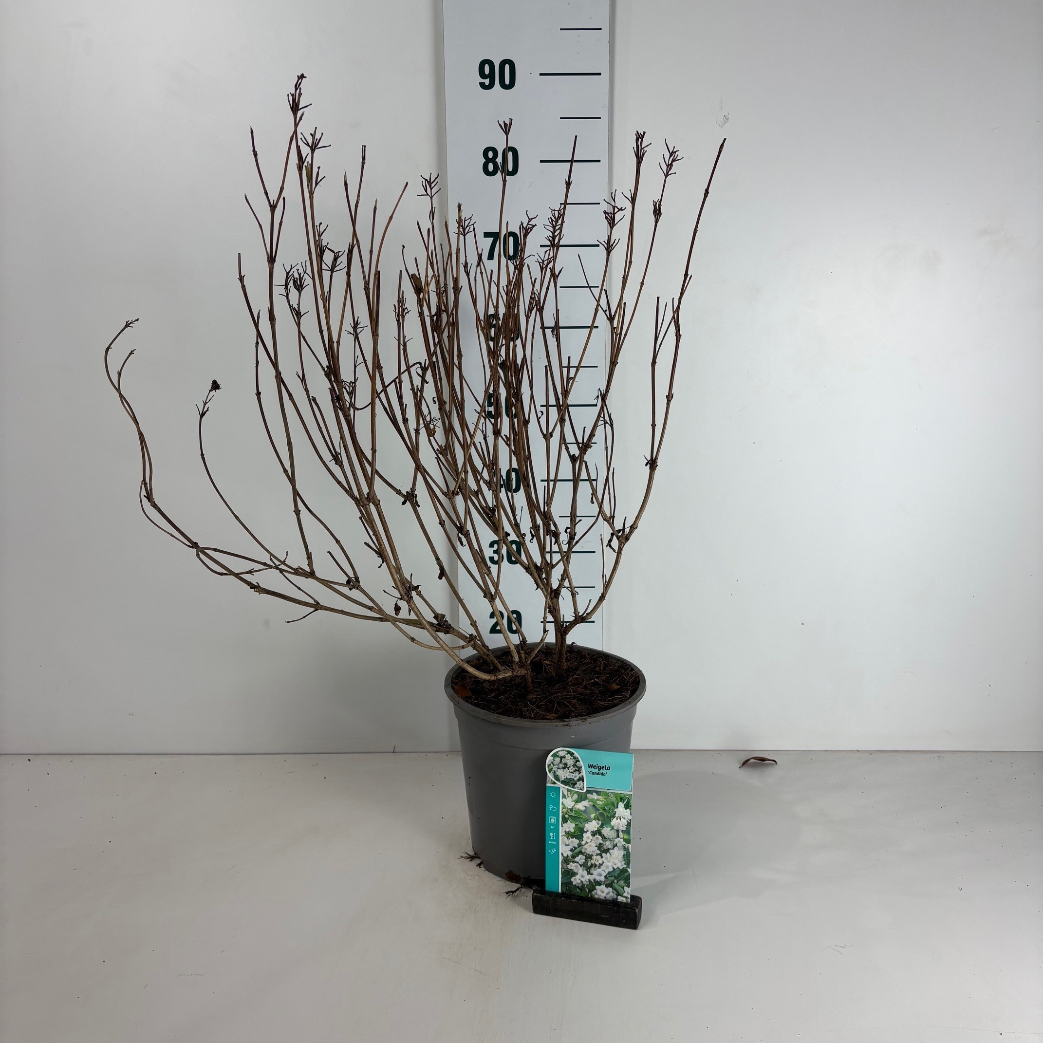 Weigela Candida, D 24