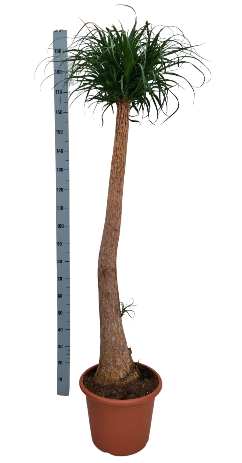 Beaucarnea 45 cm recht, D 45