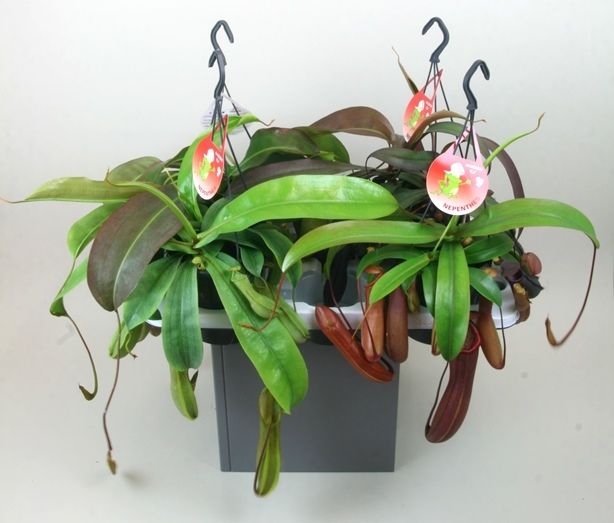 Nepenthes 'Gemengd', D 15