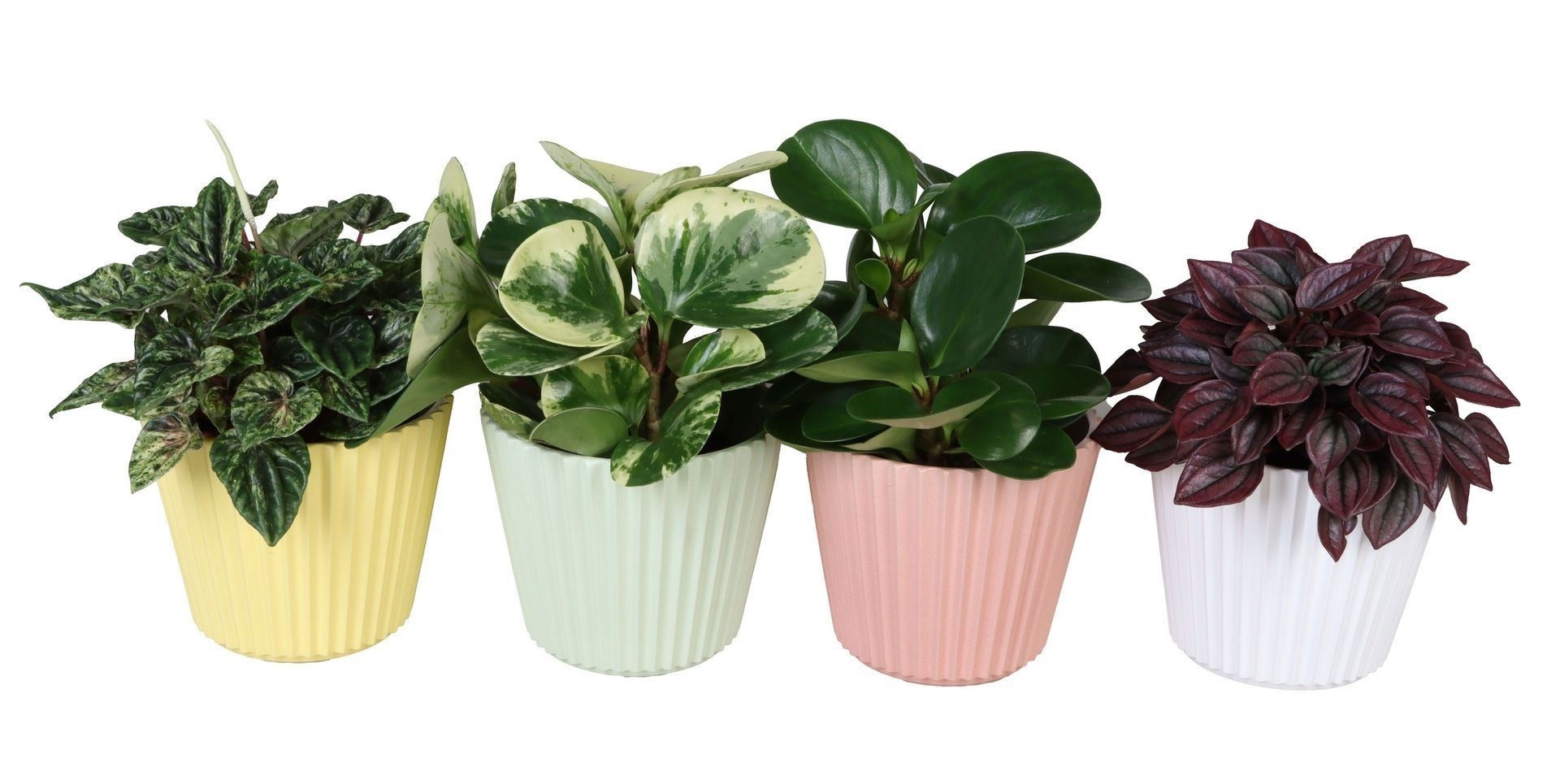 L 67317 with Peperomia Mix 12 cm, D 12