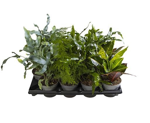 GREEN MIX 745523, D 12 cm