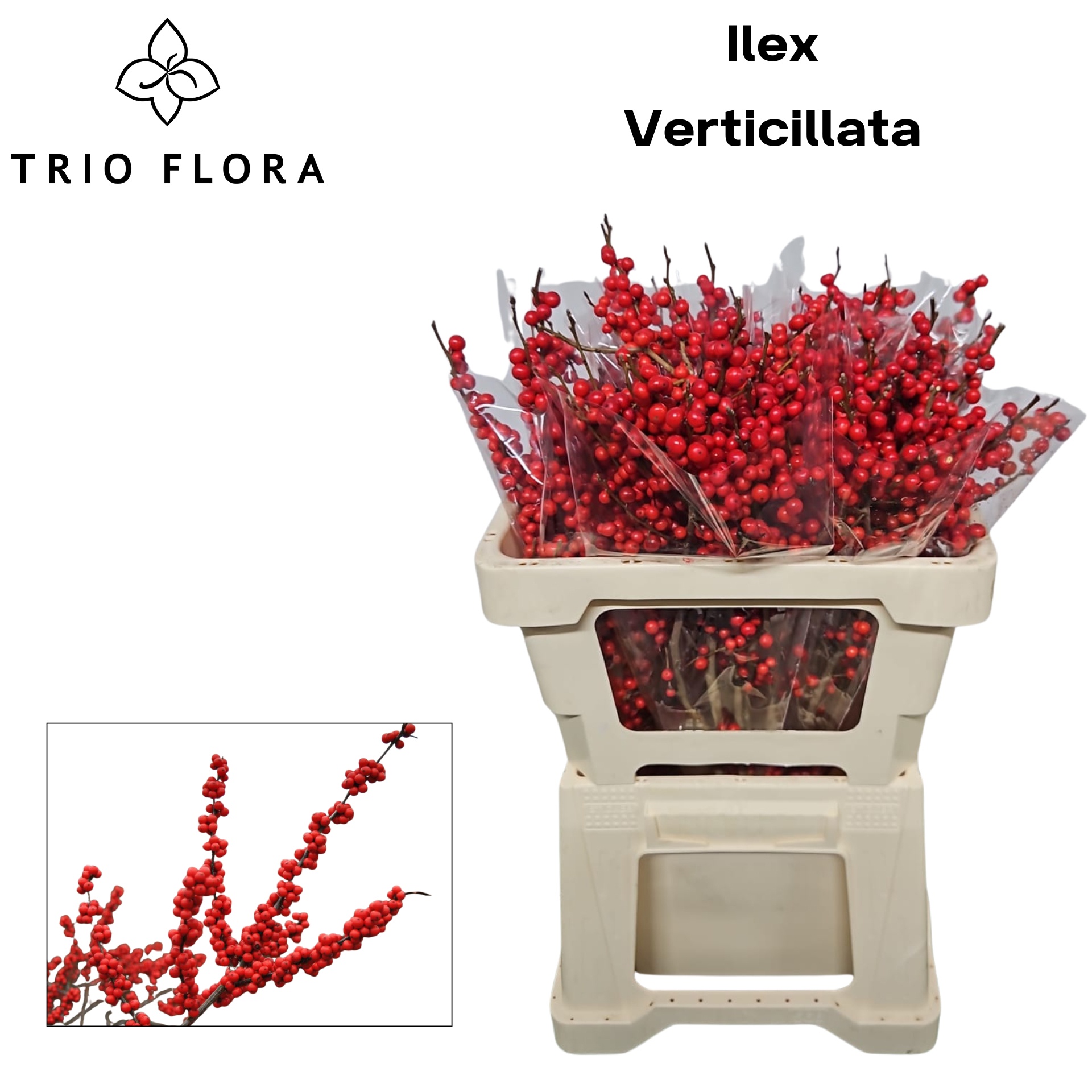 Илекс Красные ягоды 60, шт.