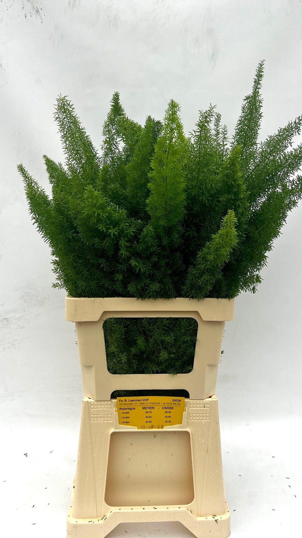 Аспарагус Маерс 70, шт.