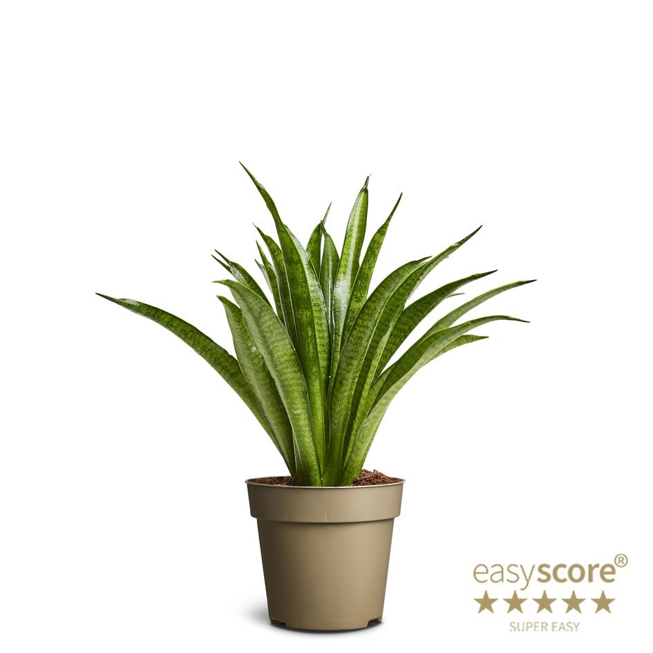 SANSEVIERIA HYBRID 'Panthea', D 9