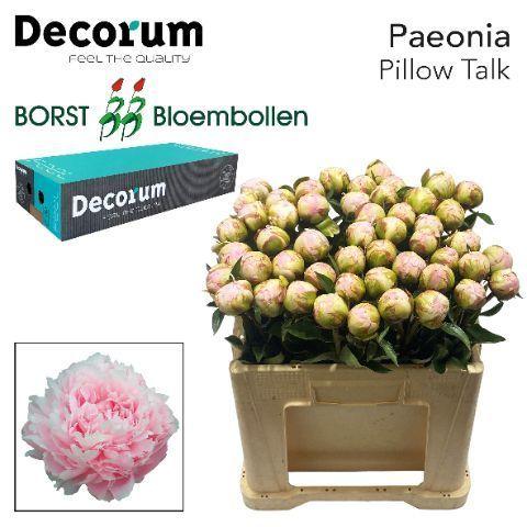 Пион Пиллоу Ток 55, шт.