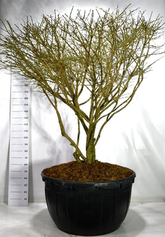 Euonymus alat. 'Compactus', D 110