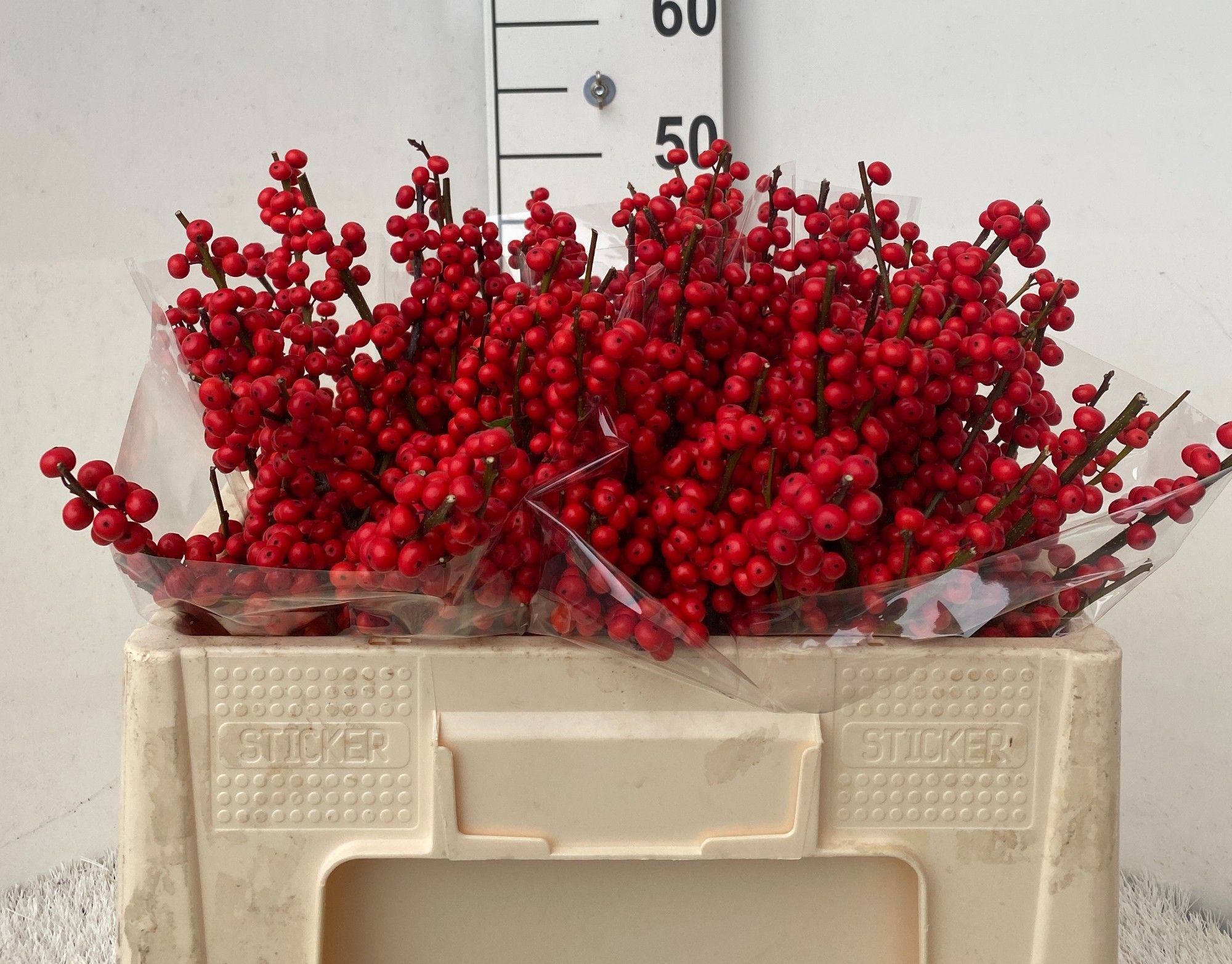 Илекс Красные ягоды 50, шт.