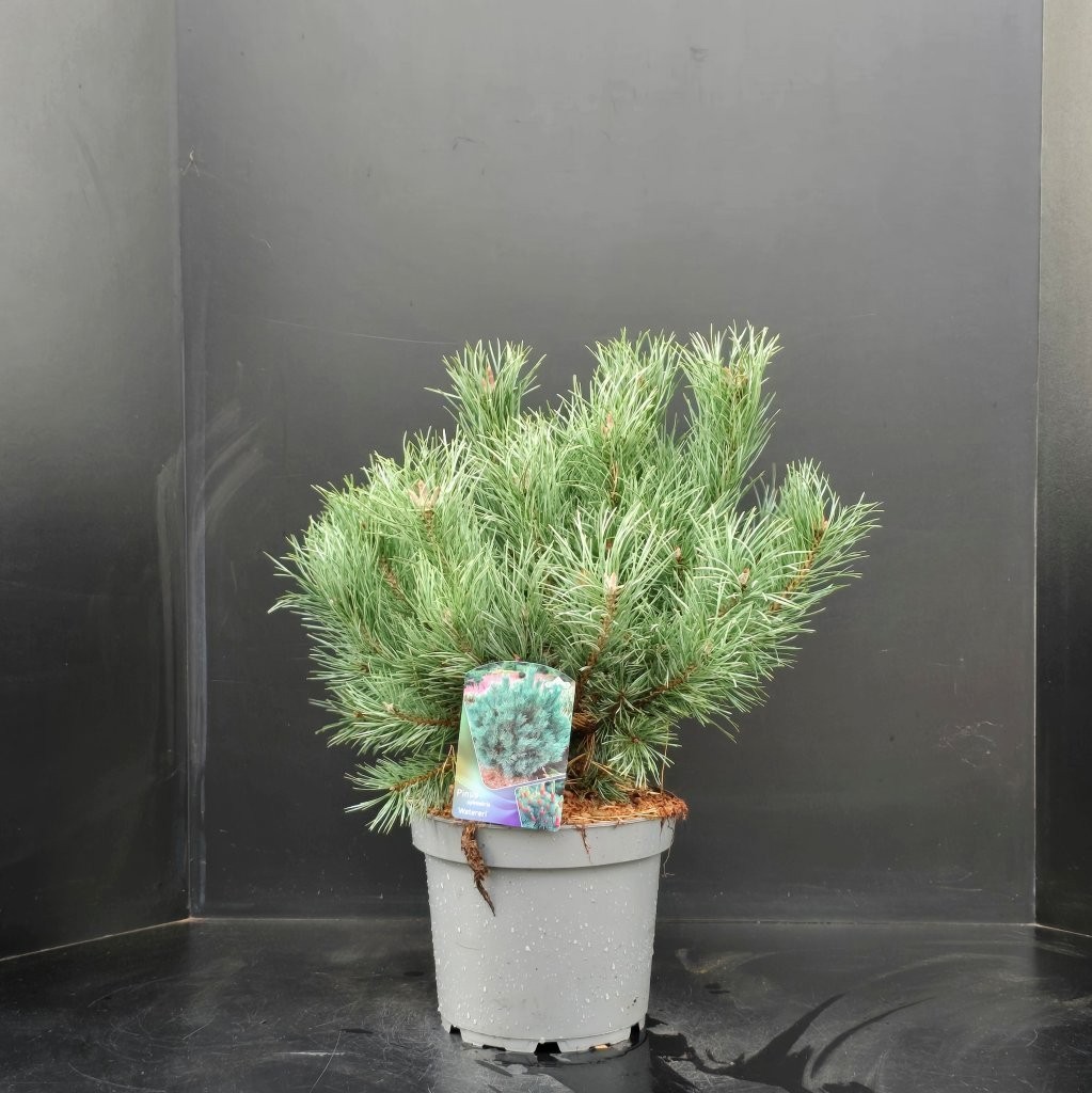 Pinus sylvestris Watereri, D 26