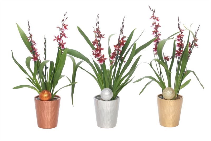 Zoe p12 dots mix luxury Cambria Barrocco Red 3-4T18+, D 12