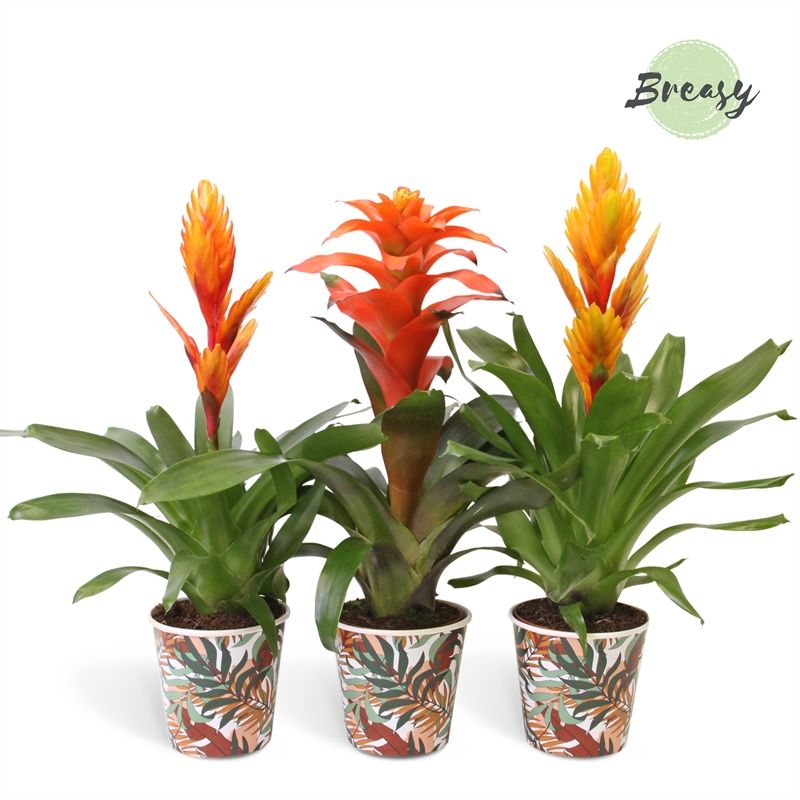 Bromelia Green - 13cm in Ponza | Mimesis, D 12