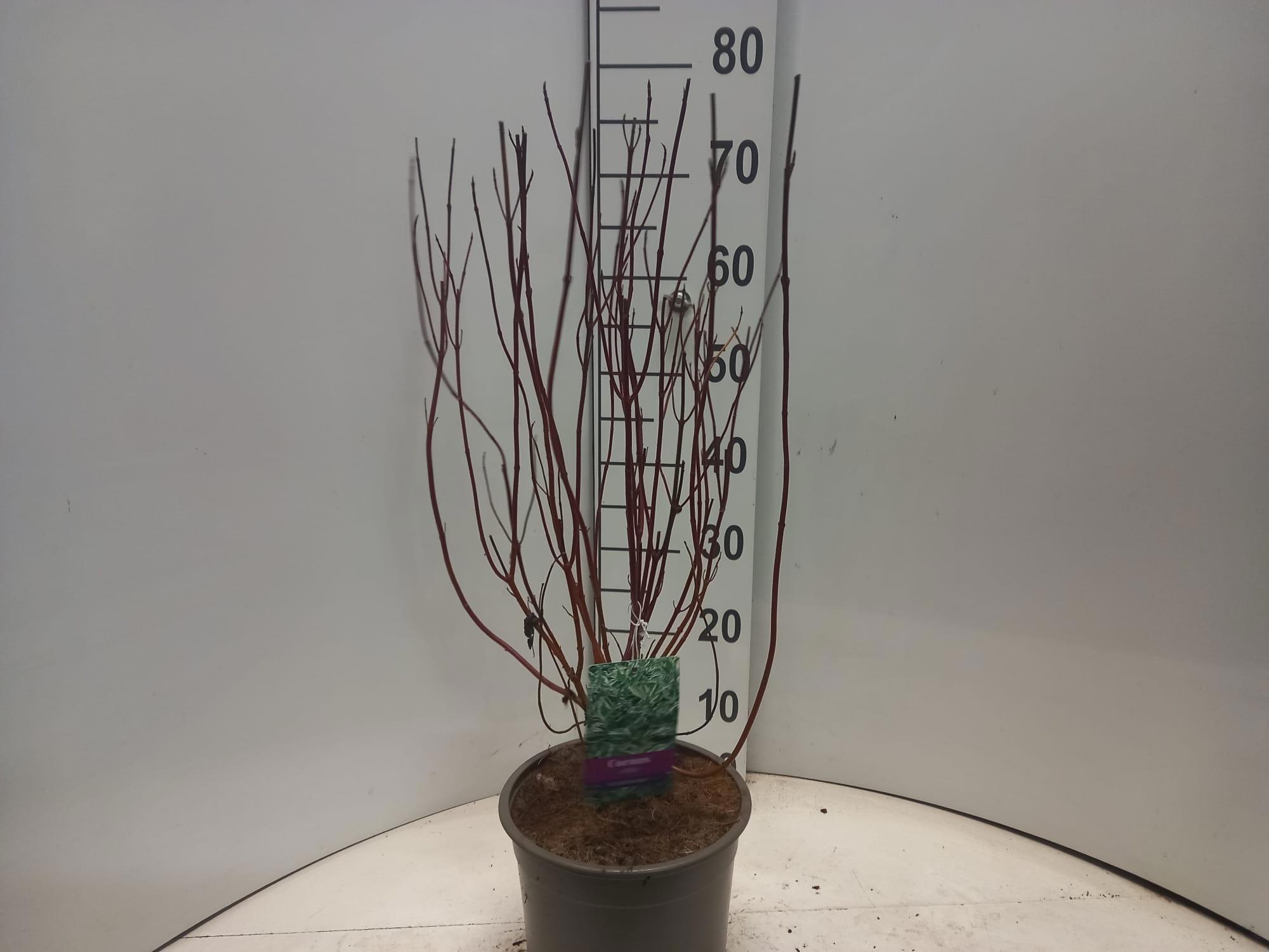 Cornus alba 'Elegantissima', D 23