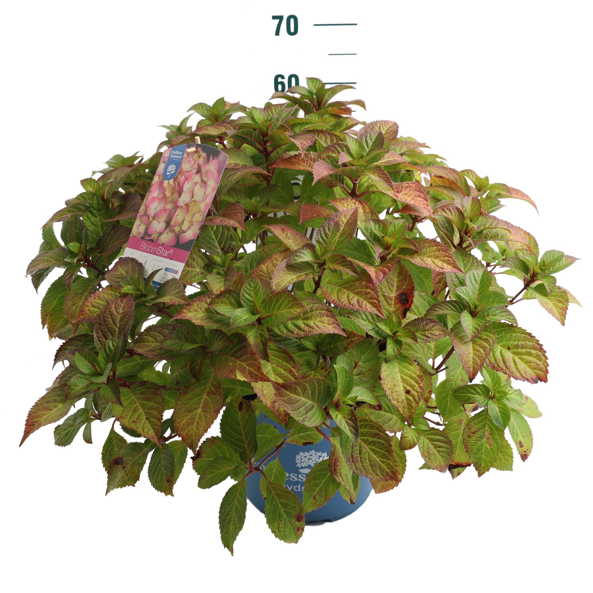 Hydrangea 'BloomStar Pink' - P27 - Endless Summer, D 27 cm