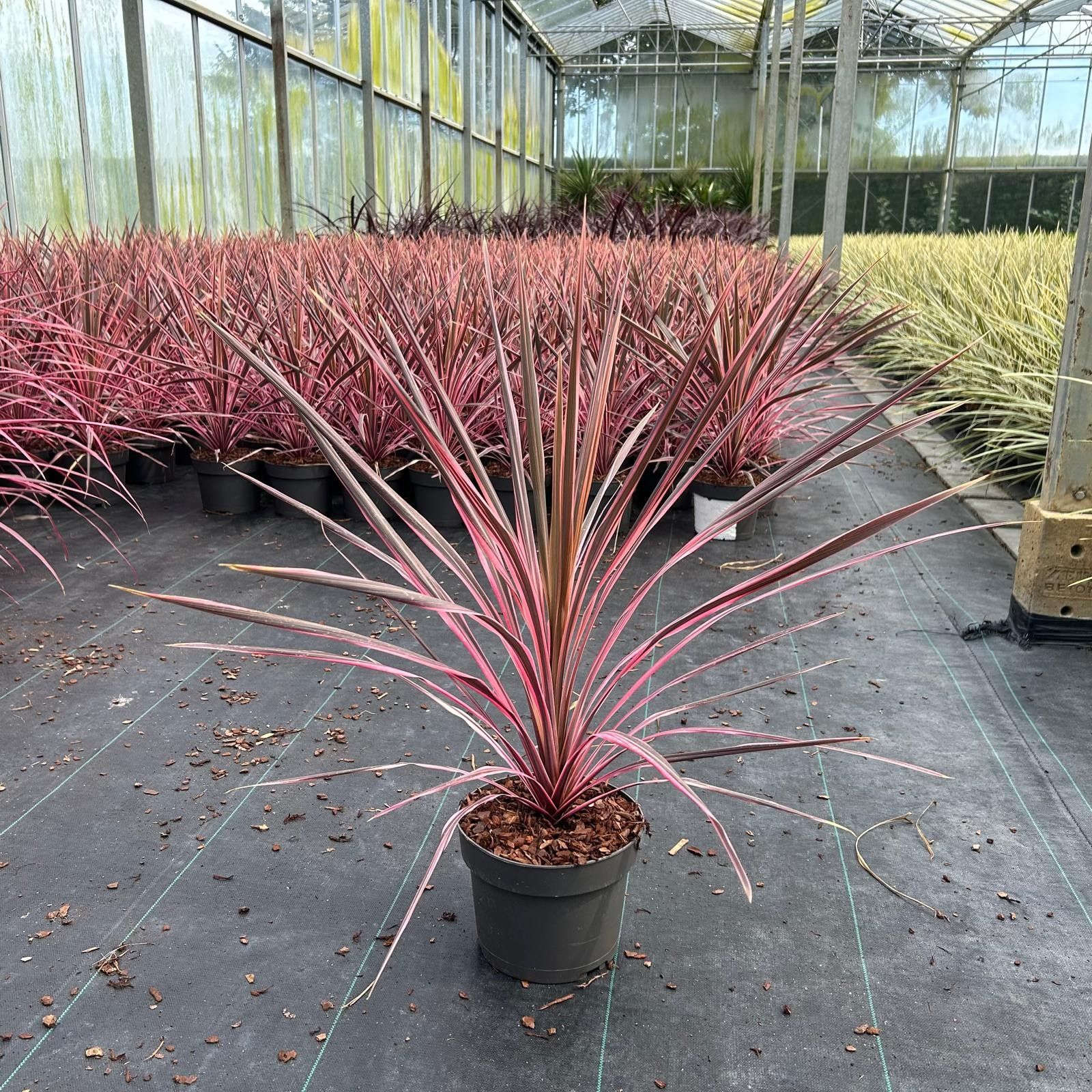Cordyline australis 'Pink Southern Splendour', D 19 cm