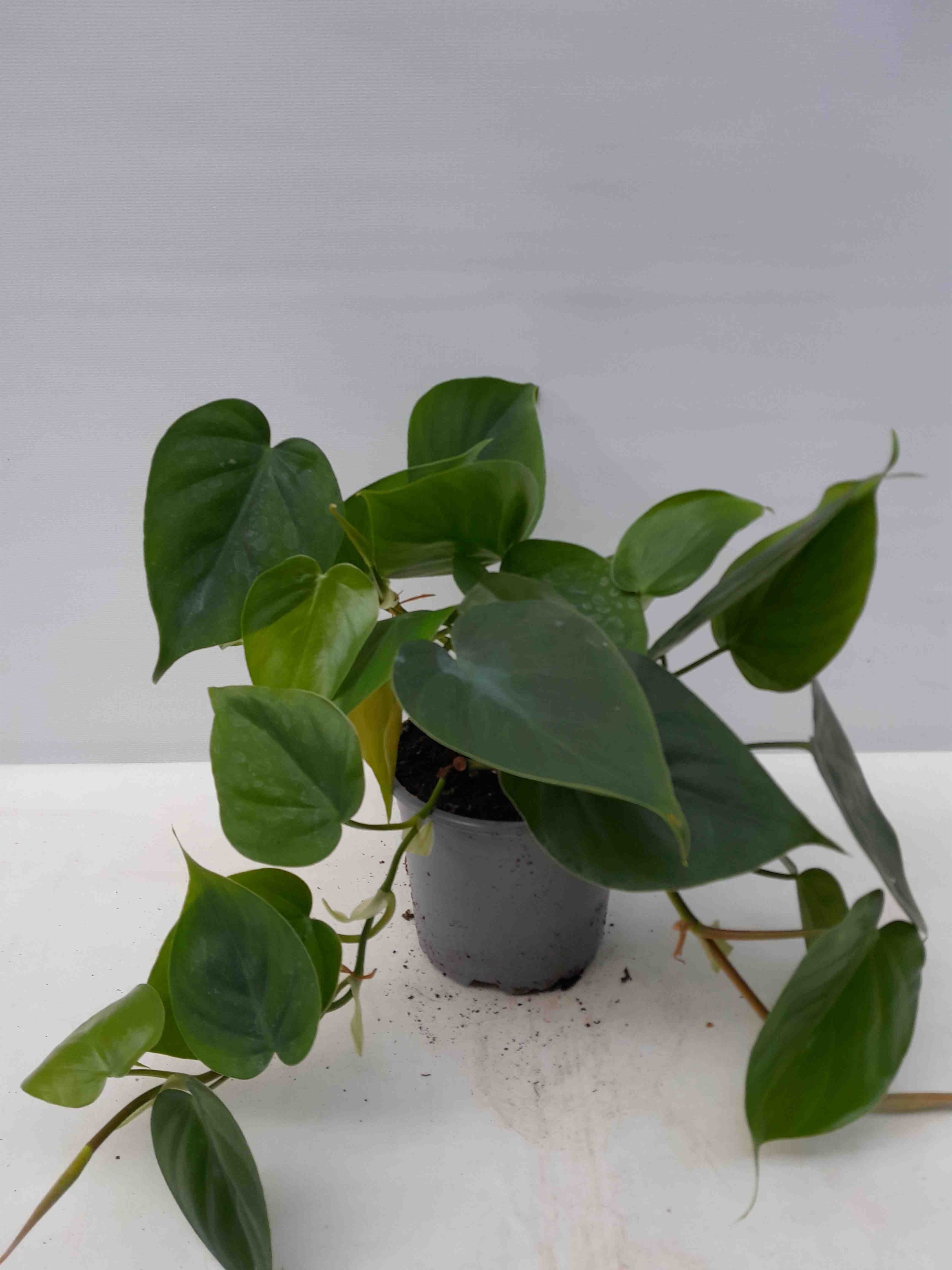 PHILODENDRON SCANDENS, D 12