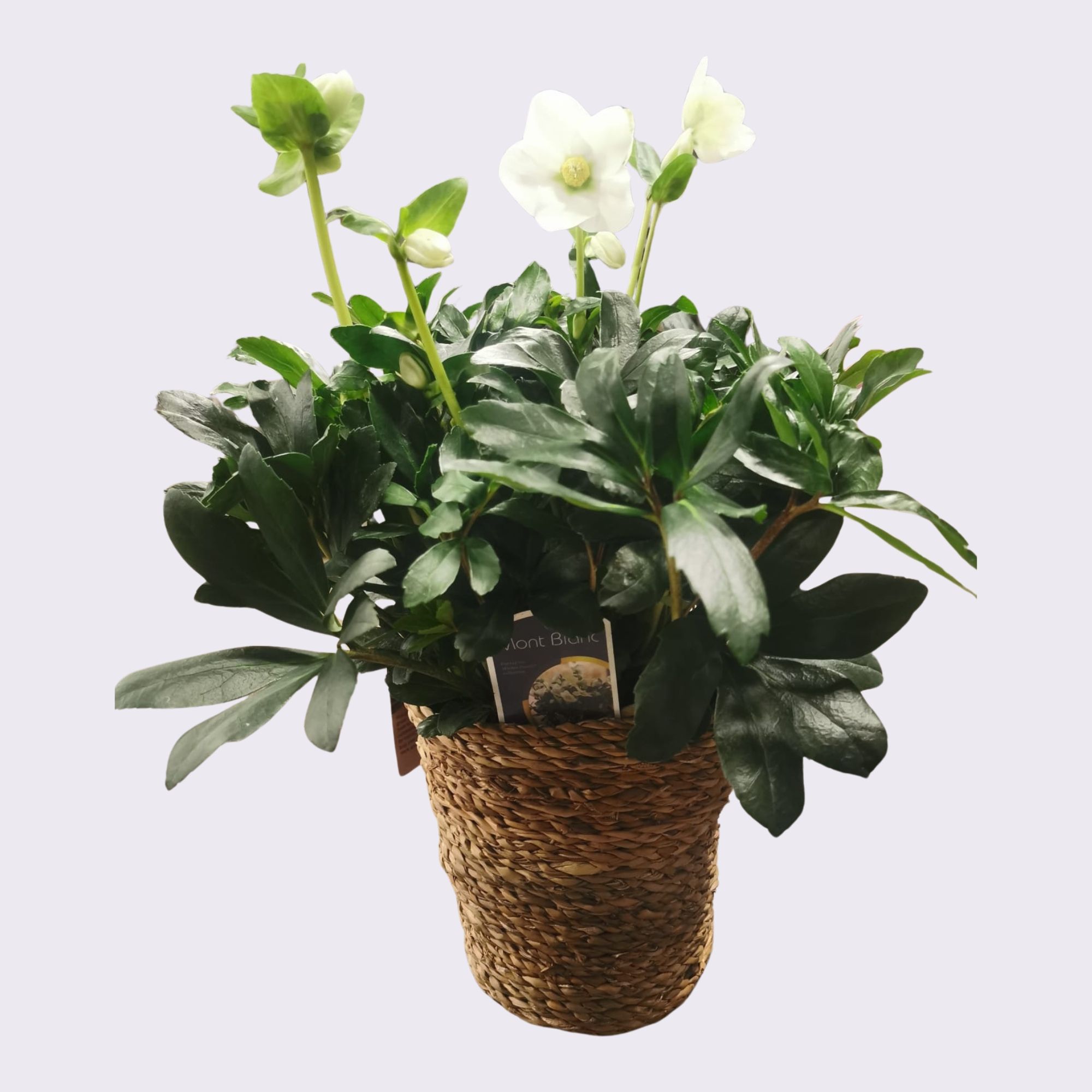 Helleborus 17cm met seagrass mand duurzaam, D 17 cm