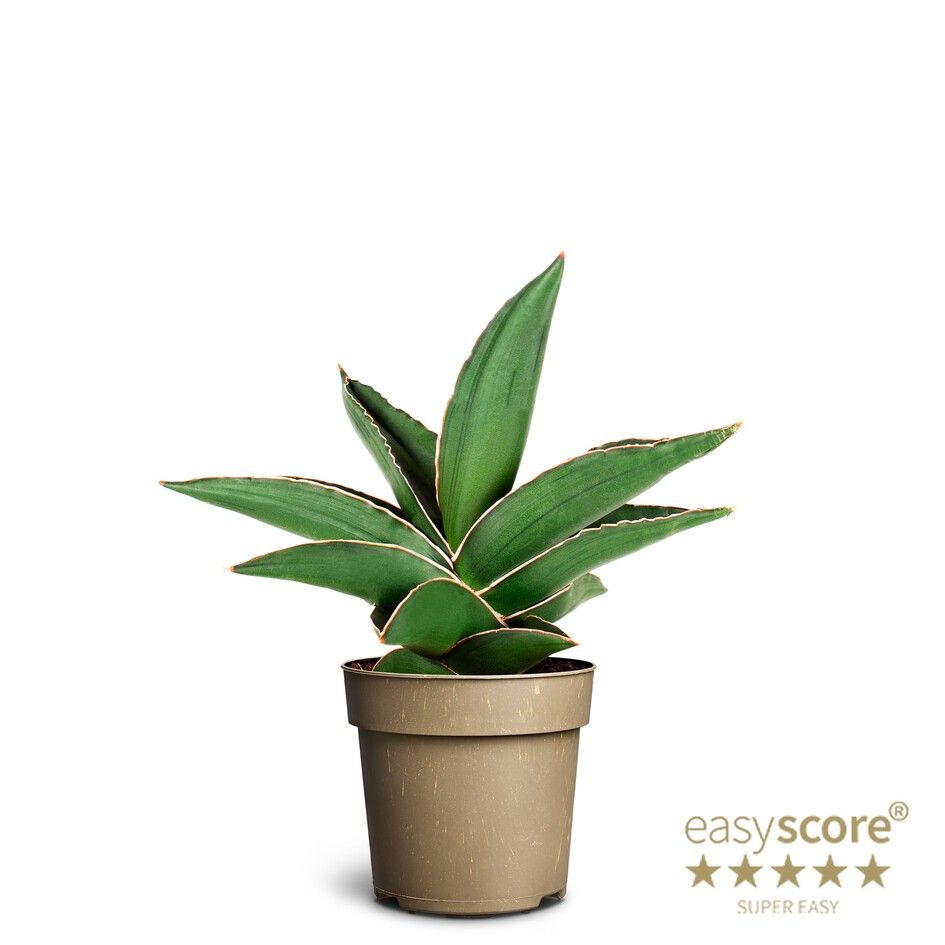 Sansevieria ´Samurai´, D 11
