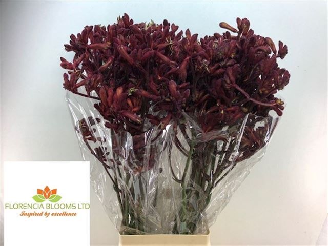 Анигозантус Эрли Спринг 80, шт.