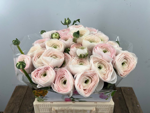 Ранункулус Саксесс Ханой 40, шт.