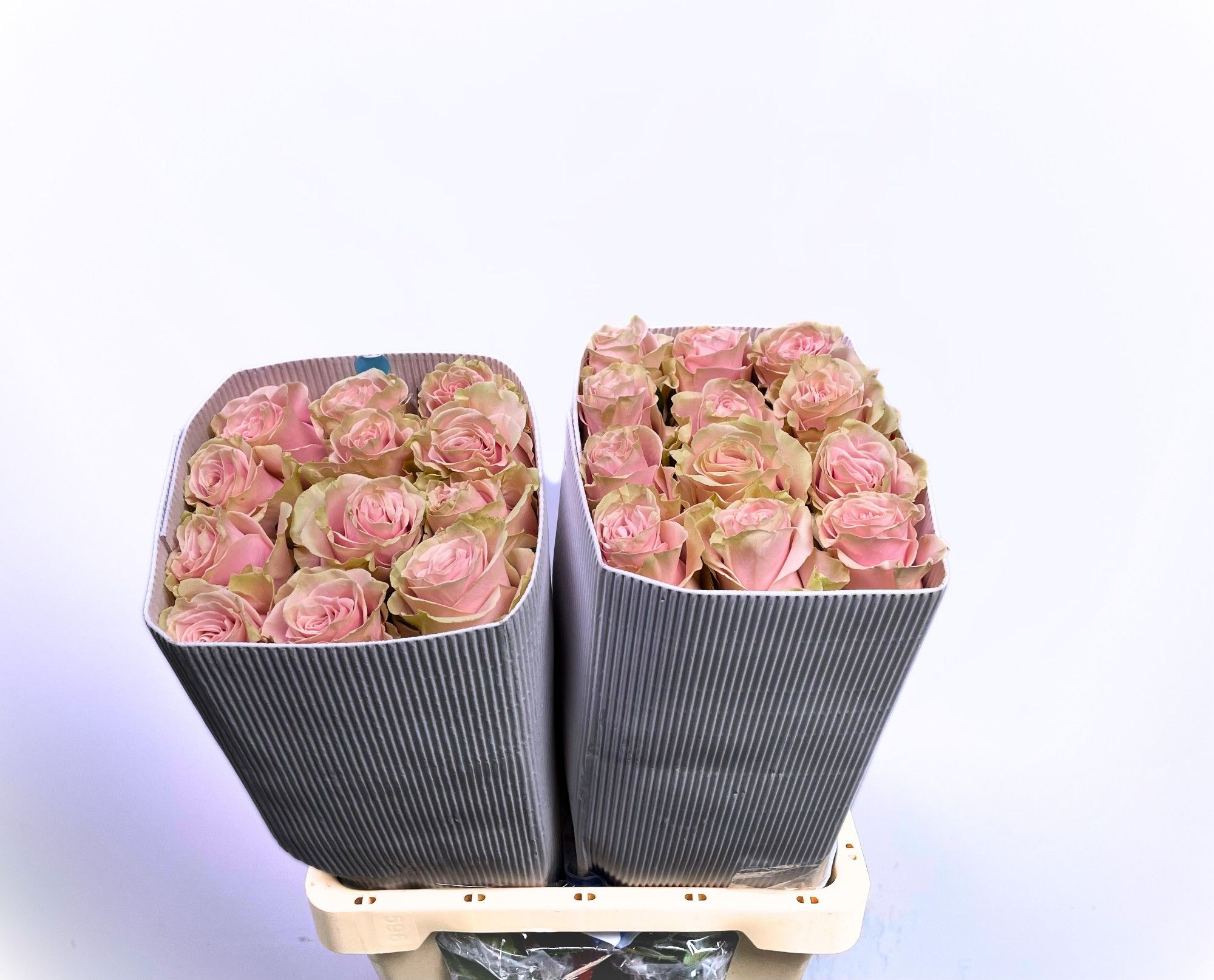 Роза од. Пинк Мондиаль 50 (светло-роз.), шт.