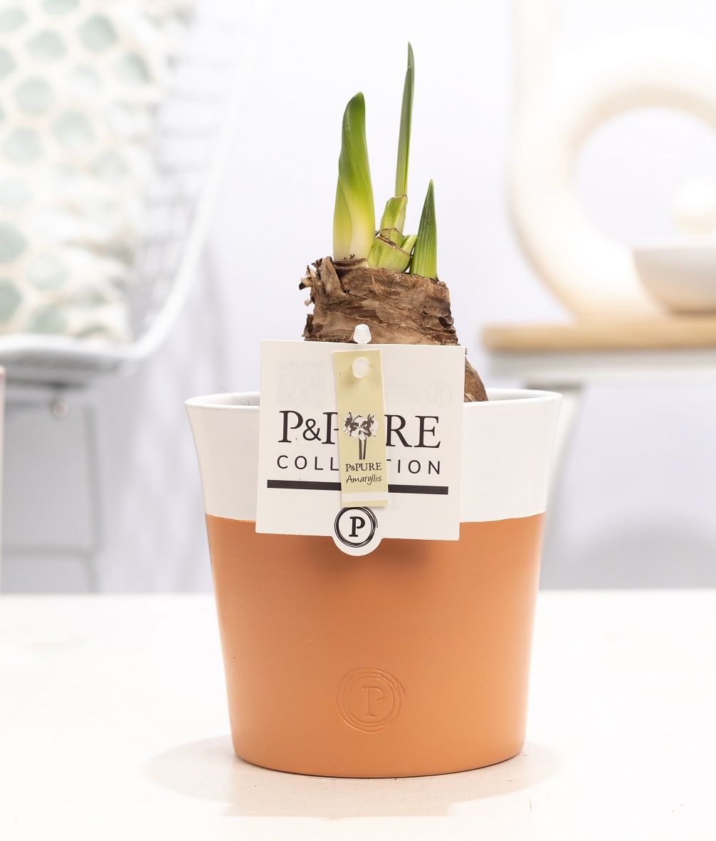 Hippeastrum white in P&PURE Terra Cotta 4 white, D 12