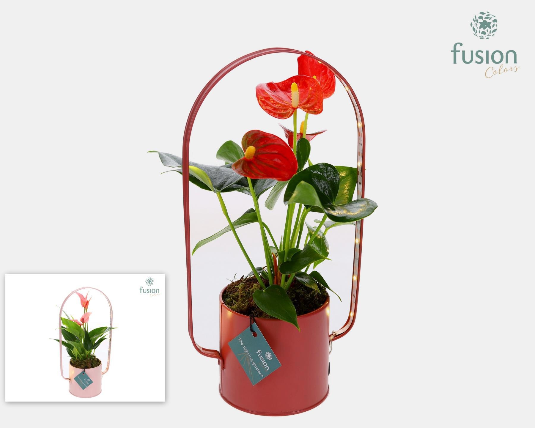 Zinken planter met LED verlichting en Anthurium, D 9 cm