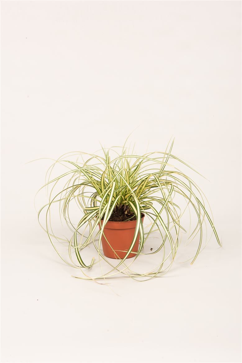 Carex hach. 'Evergold', D 8