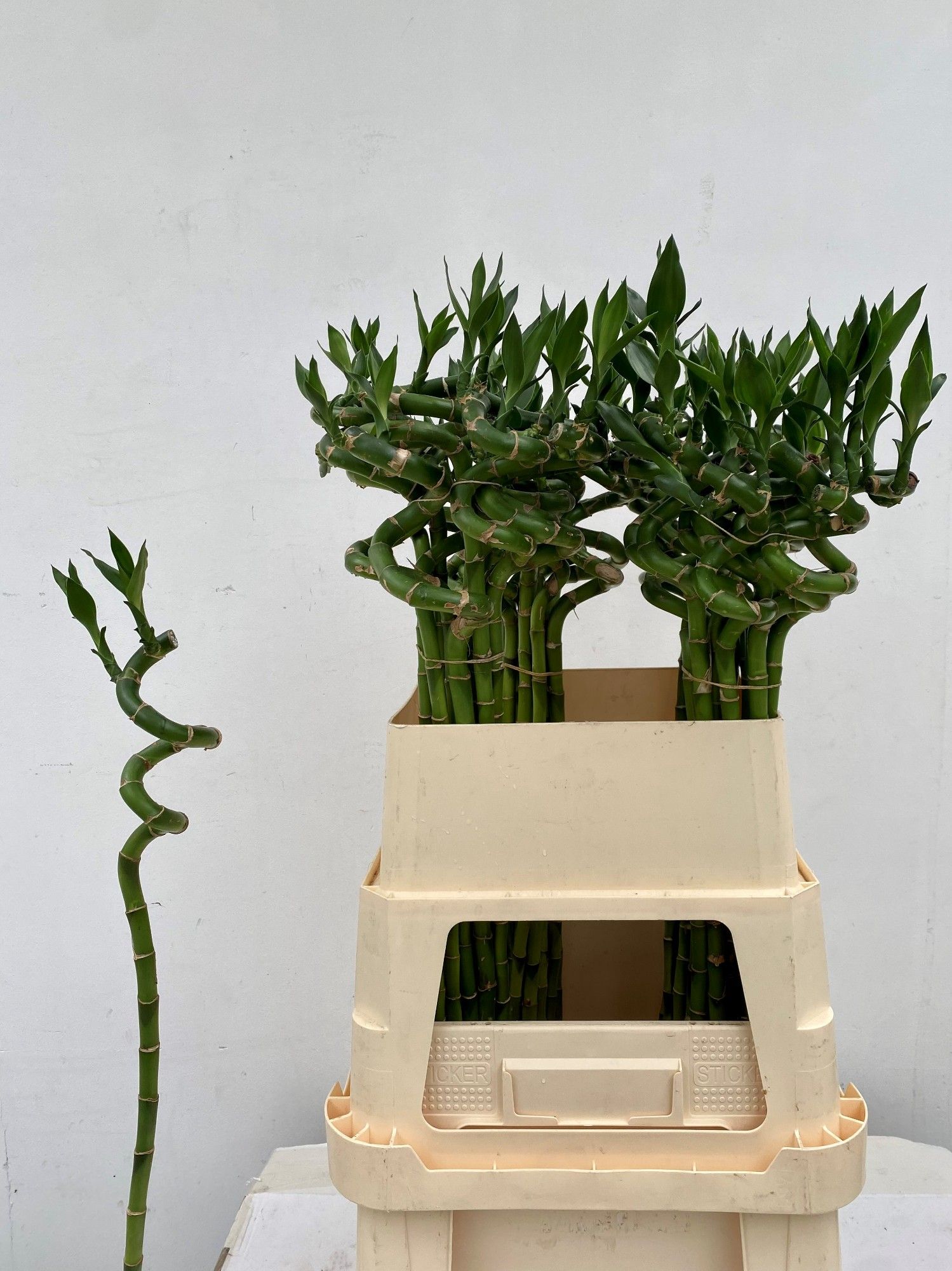 Драцена Лаки Бамбу 80, шт.