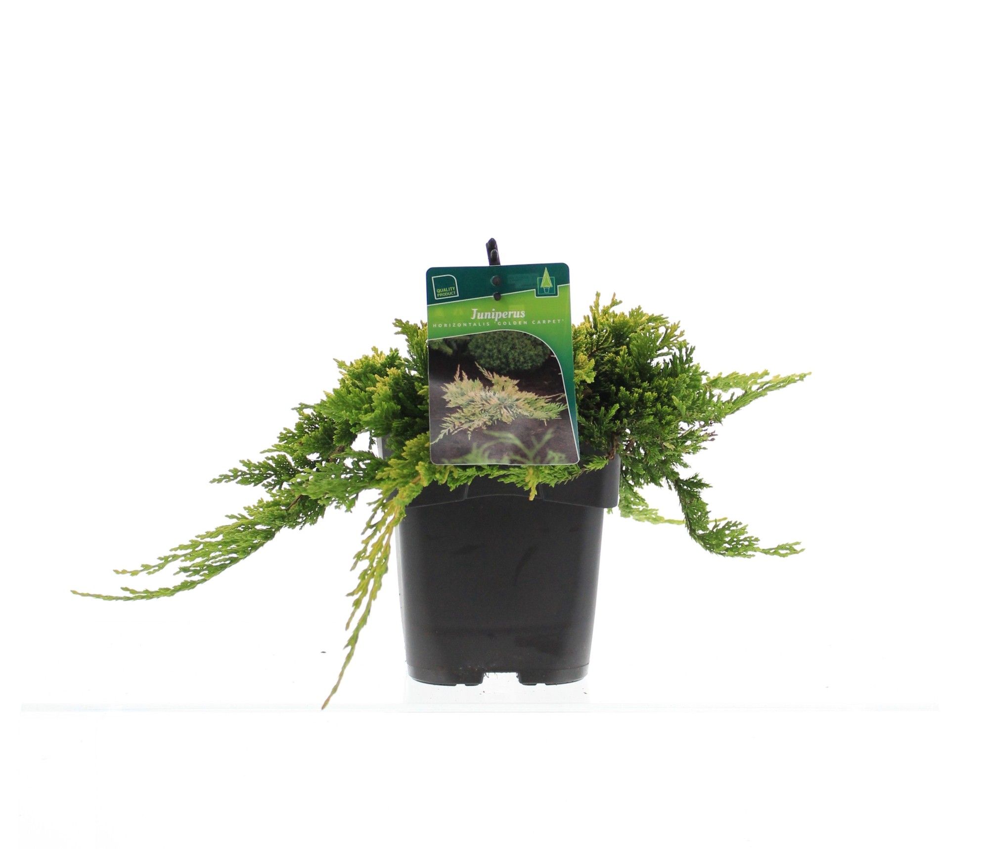 Juniperus horizontalis 'Golden Carpet', D 17