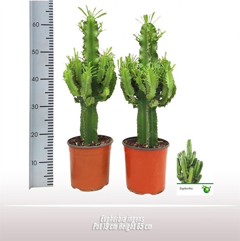 Euphorbia ingens, D 19