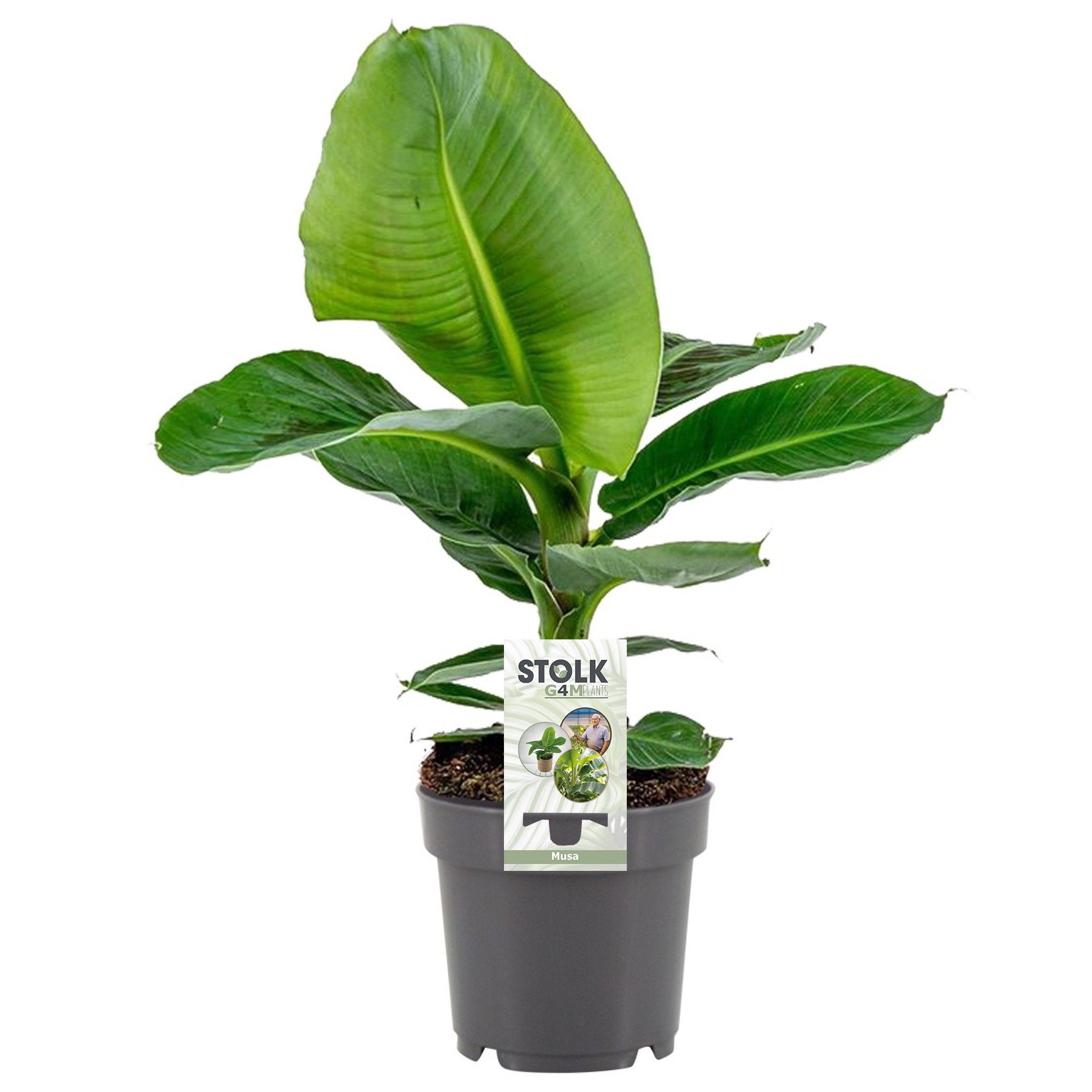 Musa 14cm 'Tropicana', D 14