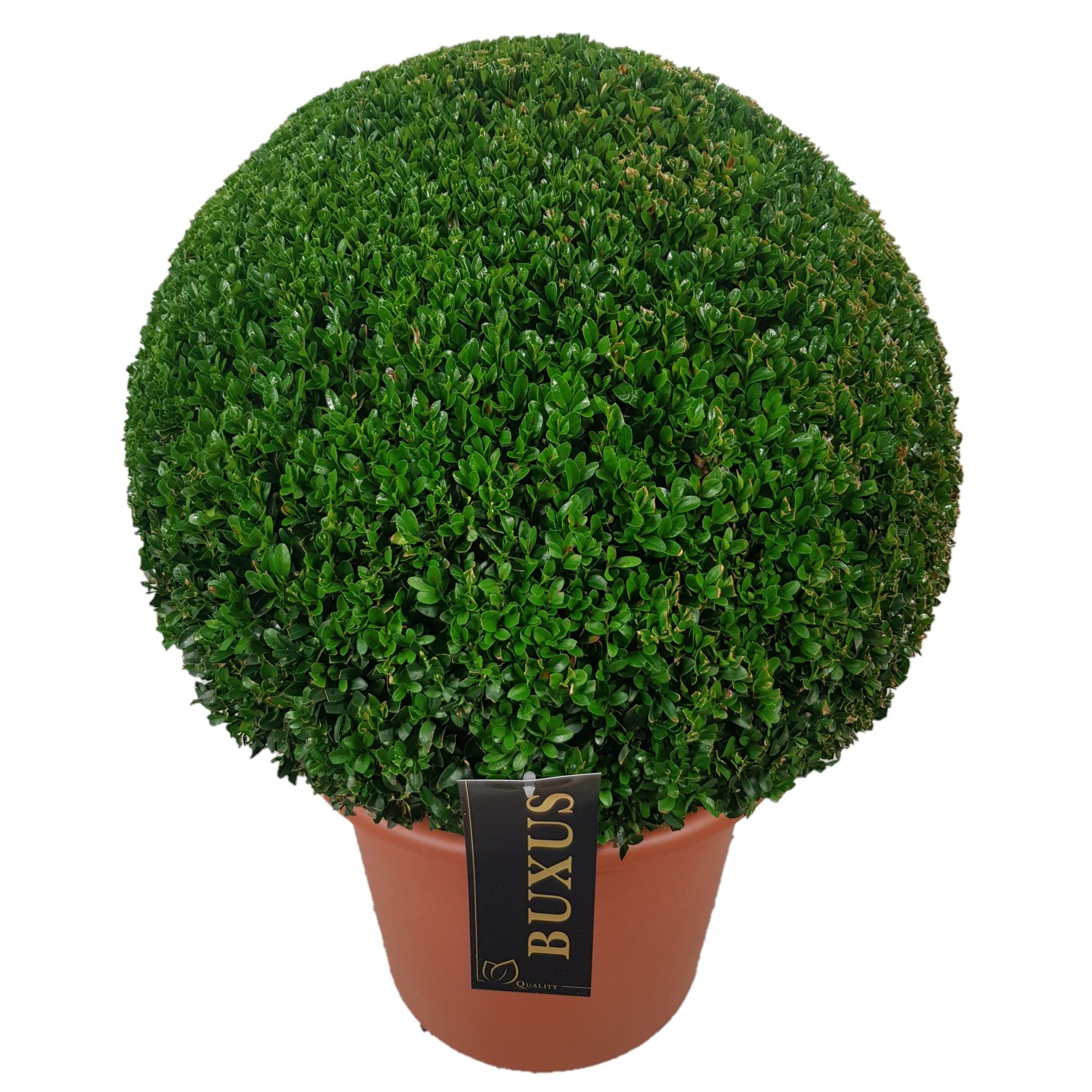 Buxus sempervirens Bol  p36 (t) 55-60 ©, D 36