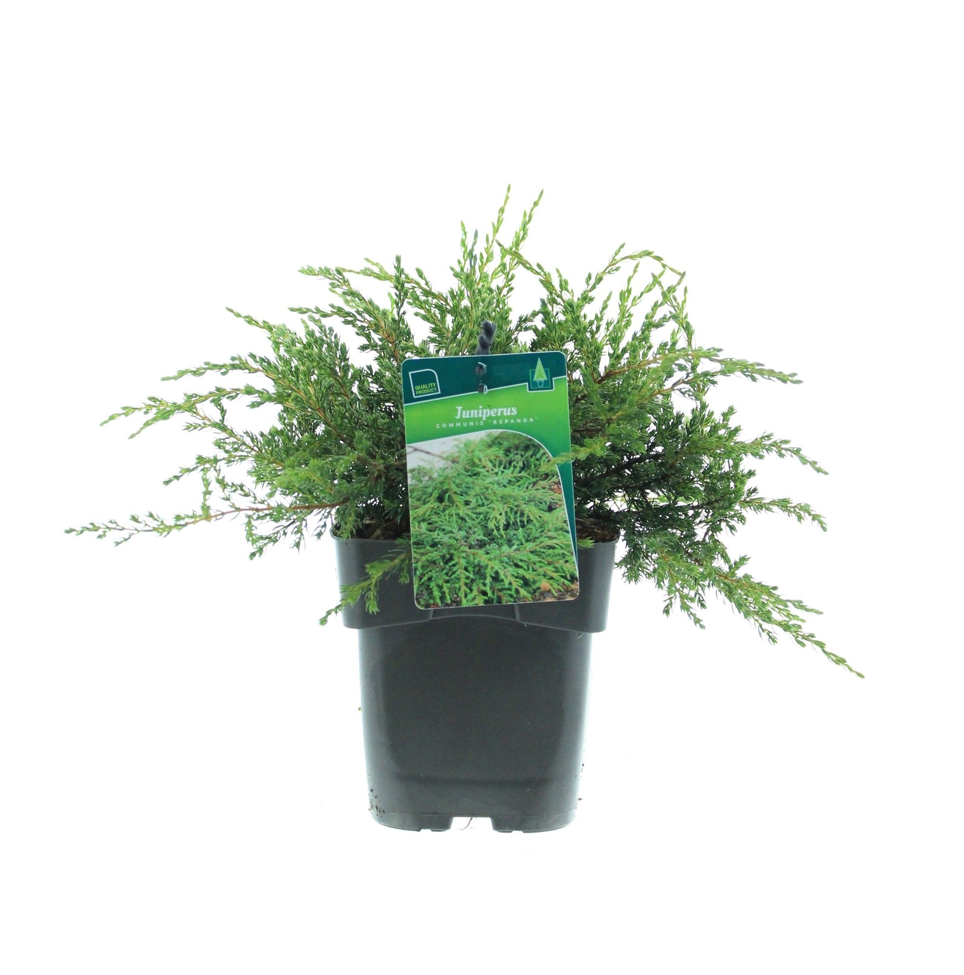 Juniperus communis 'Repanda', D 17