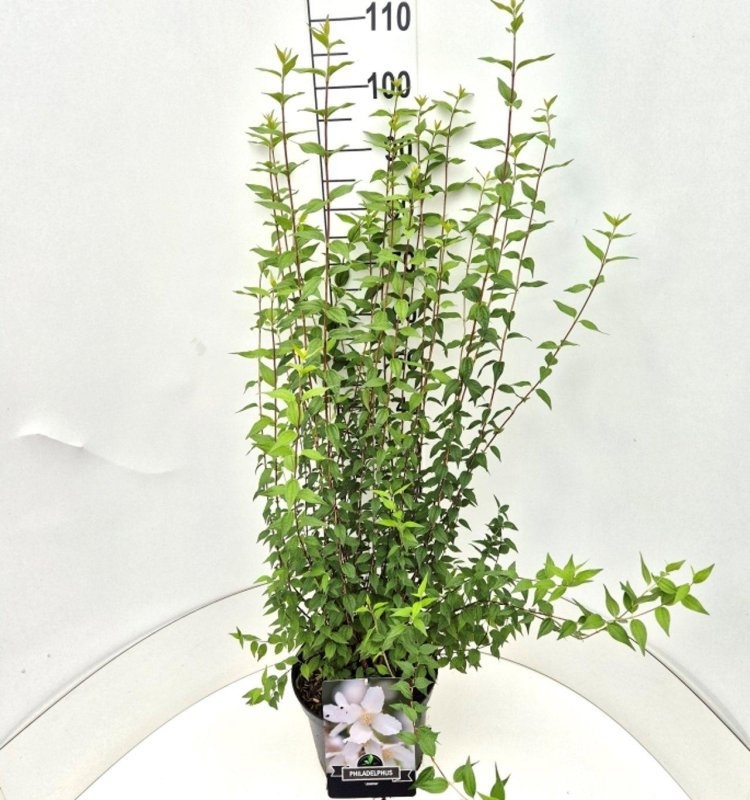 Philadelphus 'Lemoinei', D 29