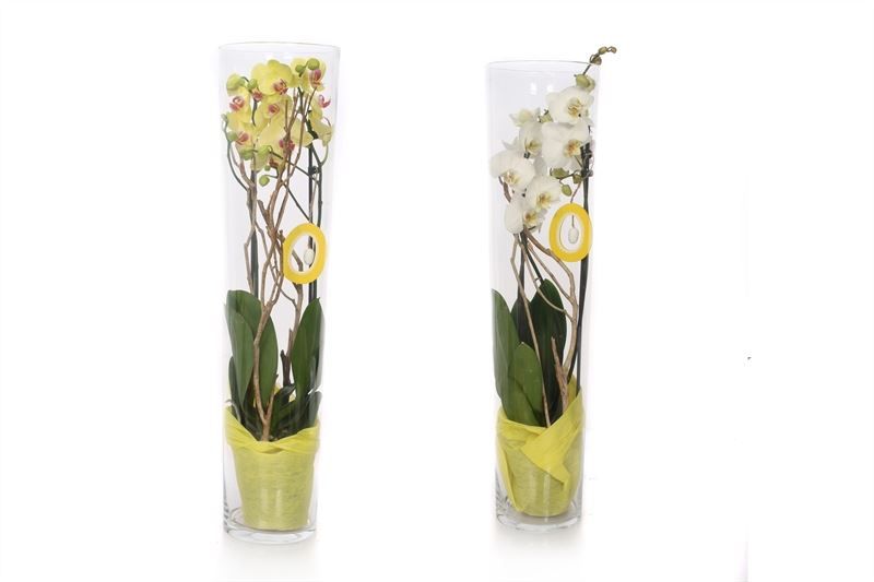 Glas conisch 70 cm Phal yellow/white 2T14+, D 12