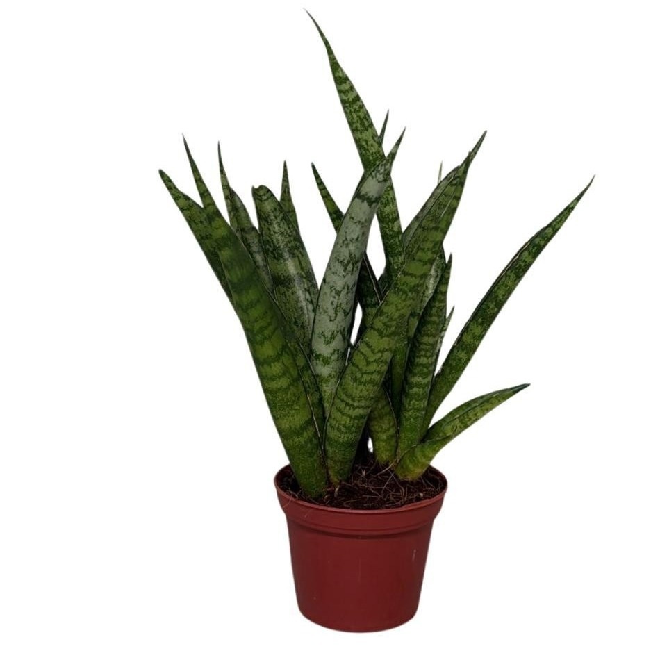 Sansevieria Kirkii, D 6