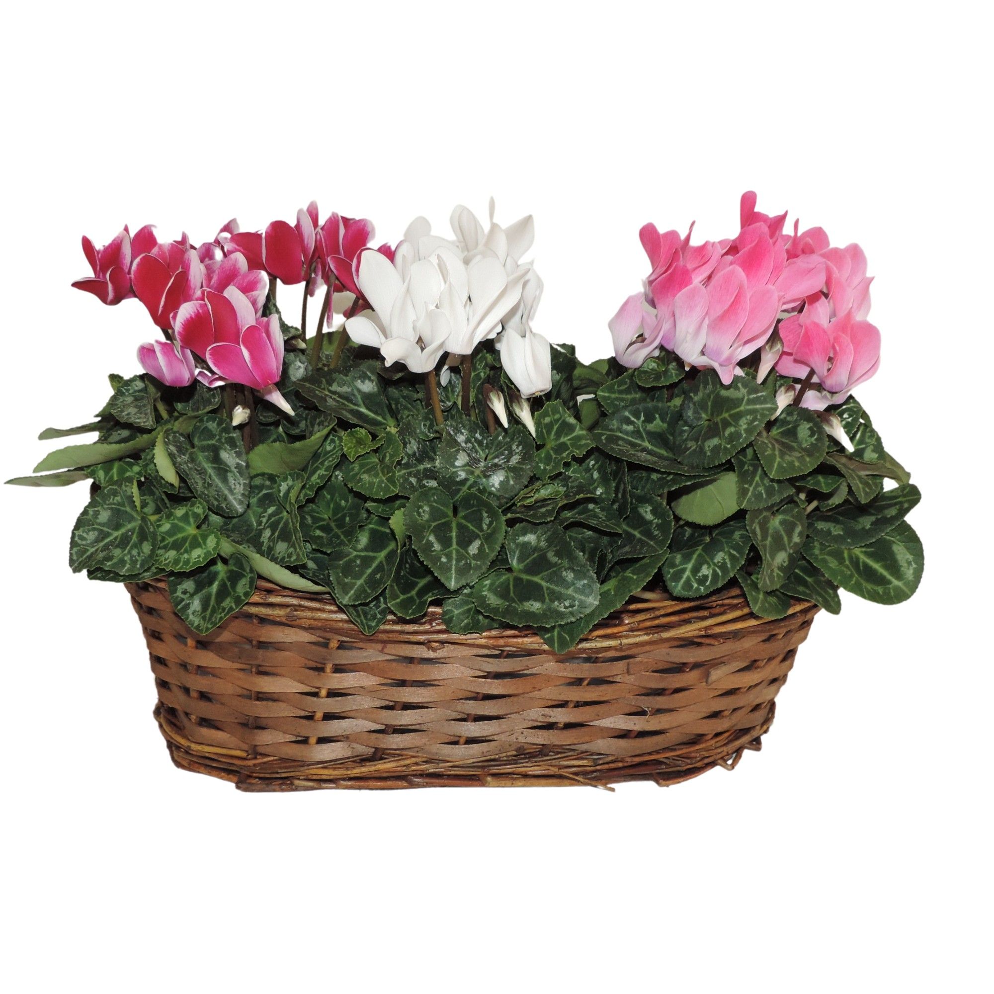 Cyclamen Super Serie Carnaval in Mand Hanoi 30 cm, D 30