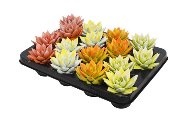 Miranda bicoloured Easter mix, D 6