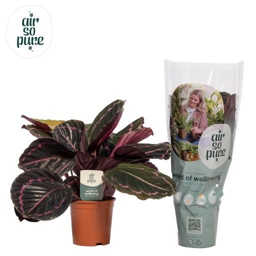 Calathea Dottie Air so Pure, D 14