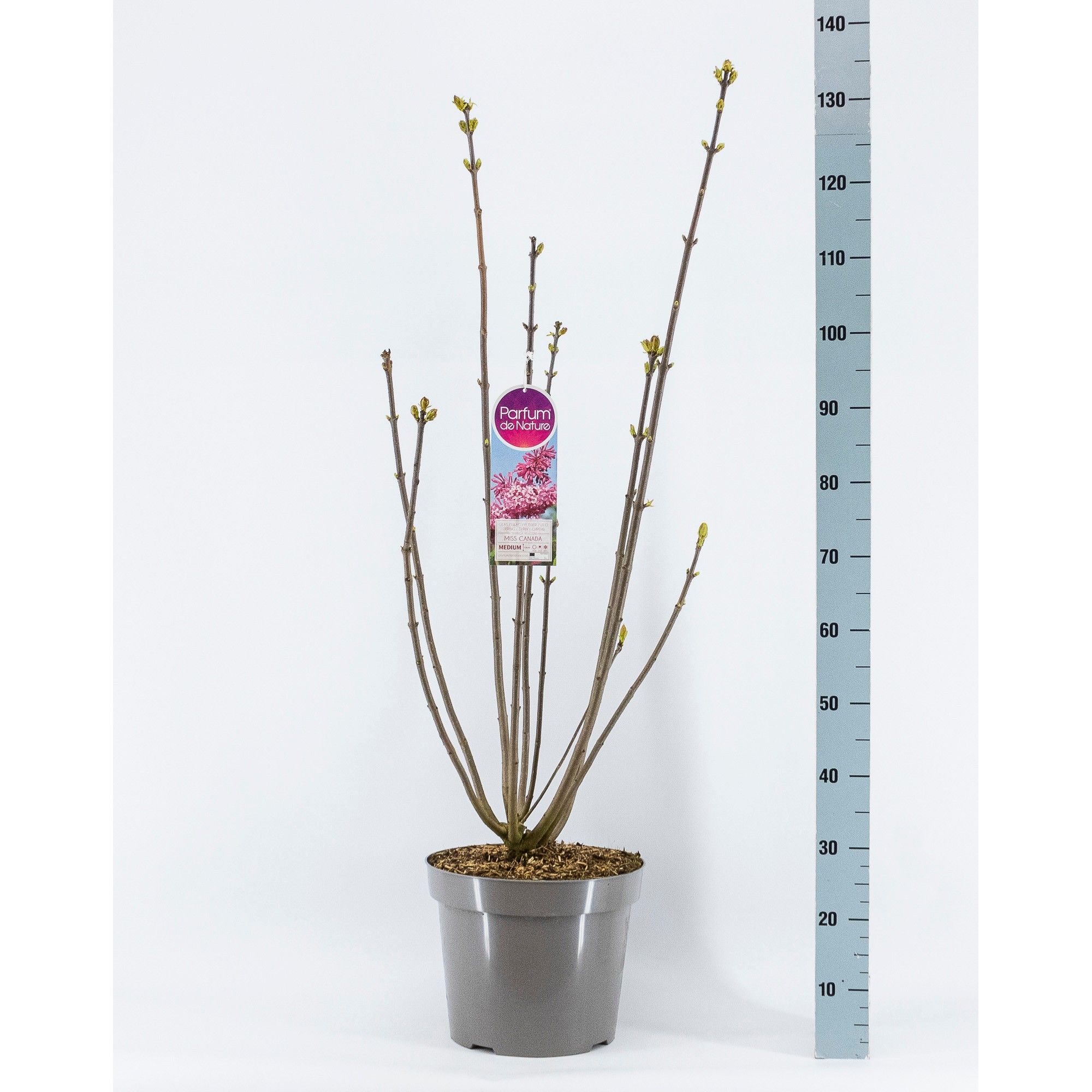 Syringa (V) Miss Canada, 3-jarig, C15 Solitair, D 32