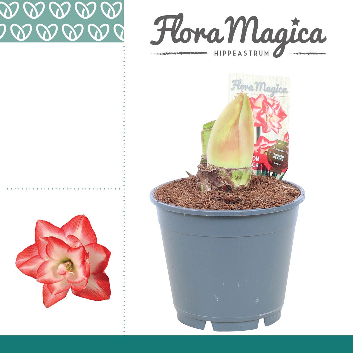 Amaryllis Blossom Peacock 2 Knop, D 14