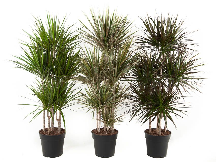 Mix Dracaena 90-carrousel, D 31